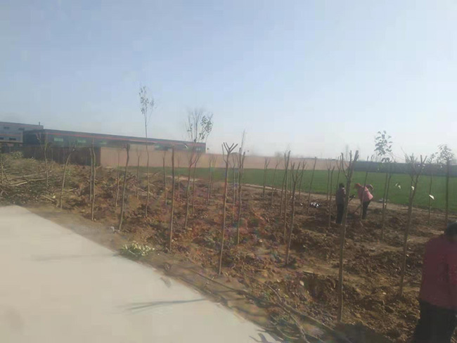 陽春三月，大地復蘇，安陽鼎諾廠區植樹活動再添綠。